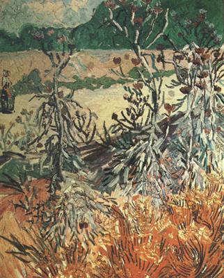 Vincent Van Gogh Thistles (nn04)